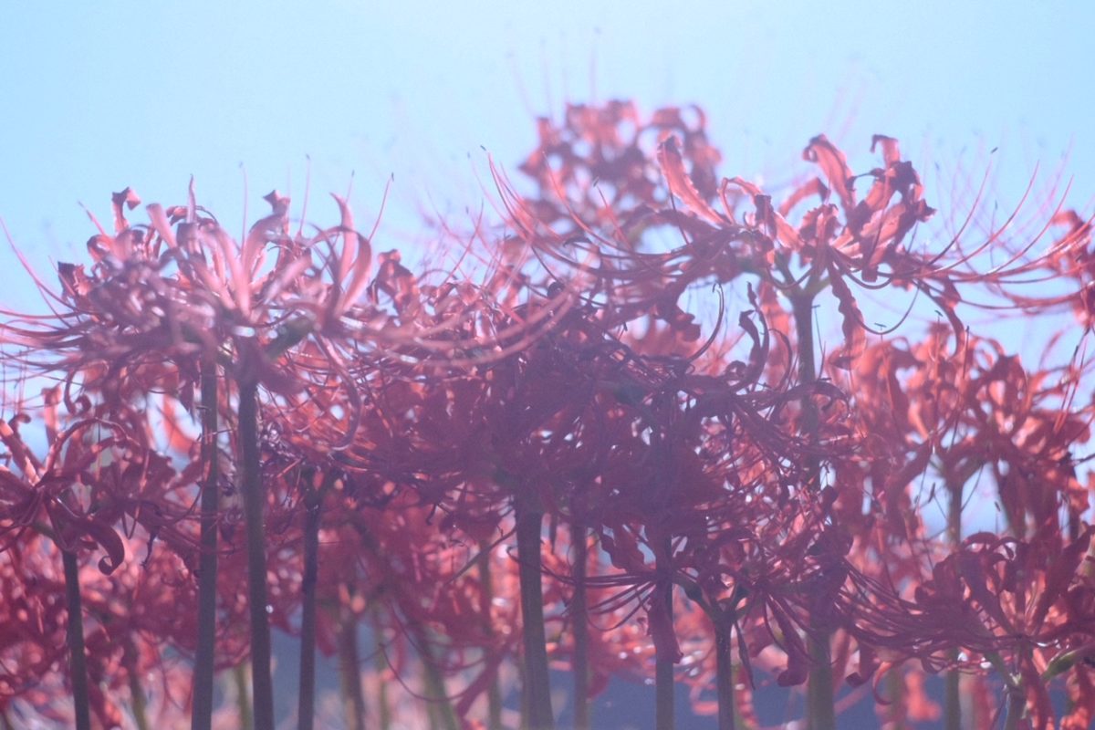 霜降 洗心福祉会