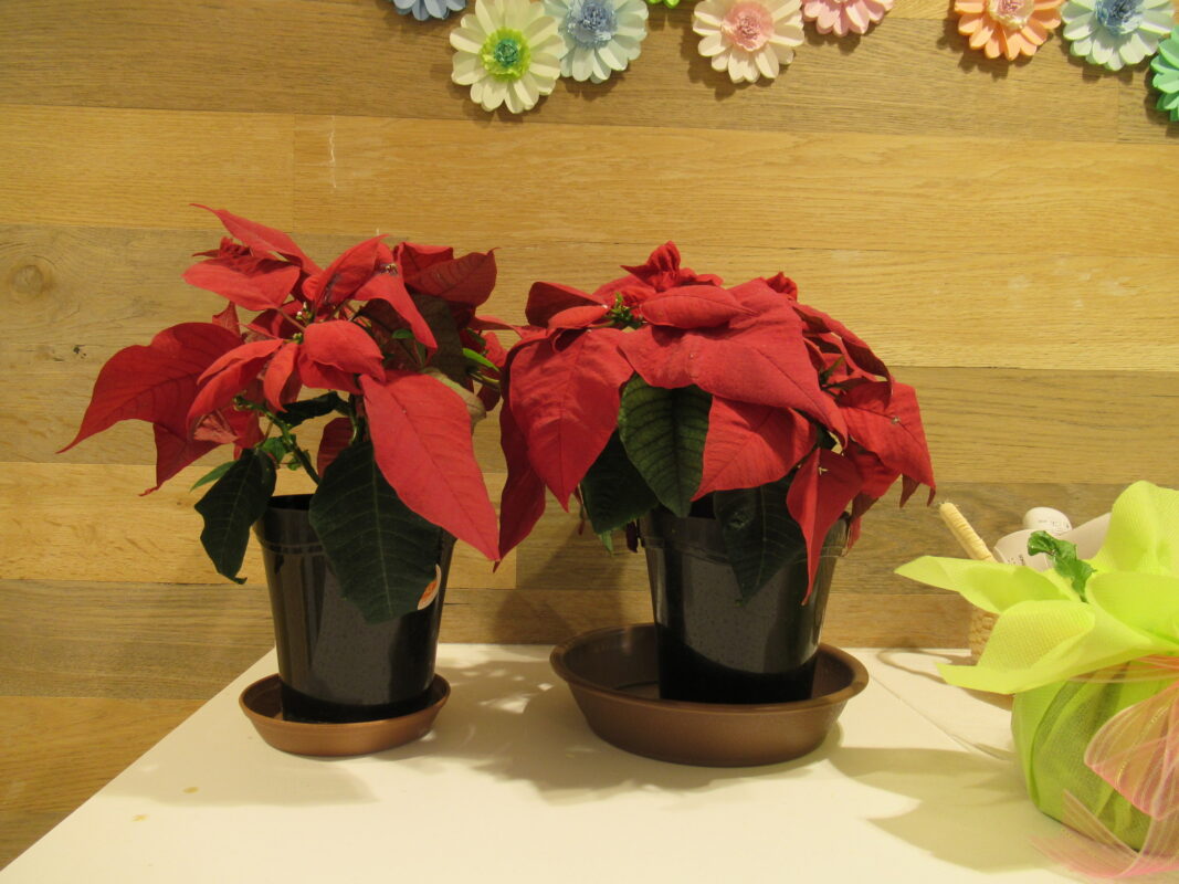 真夏のポインセチア 洗心福祉会